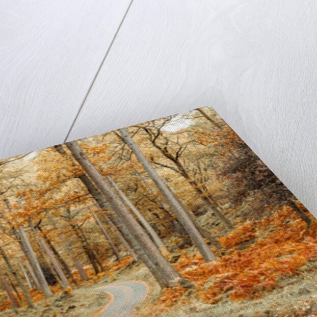 Road through forest by Assaf Frank